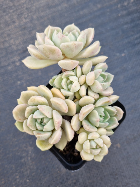 *GLGhybrid(1-1389) Graptoveria Titubans hybrid 白牡丹杂