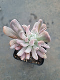 Echeveria sp. (New Irish Mint) variegated 新爱尔兰薄荷锦