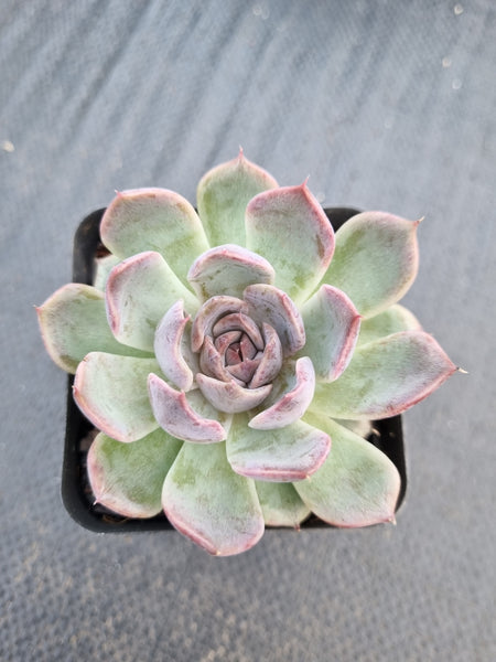 *GLGhybrid(1-1383)  Echeveria White Bloody Maria 白血玛