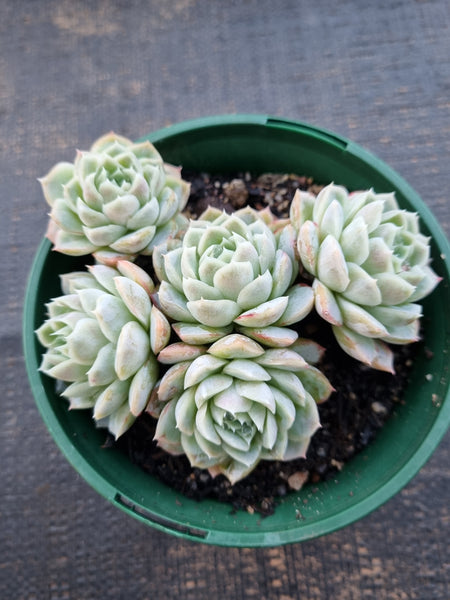 *GLGhybrid(2-323) Echeveria Raspberry ice hybrid 冰莓杂