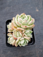 *GLGhybrid(1-997) Echeveria Elegans 'Alba' hybrid 白月影杂