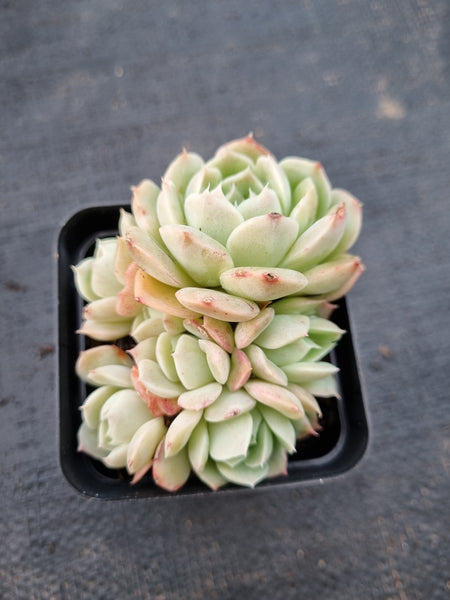 *GLGhybrid(1-997) Echeveria Elegans 'Alba' hybrid 白月影杂