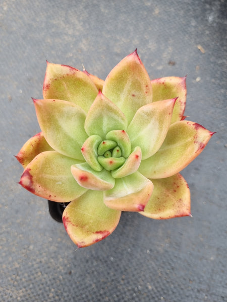 *GLGhybrid(1-1549) Echeveria Champaign hybrid 香槟杂