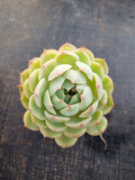 *GLGhybrid(1-1260) Echeveria Derenbergii hybrid 静夜杂