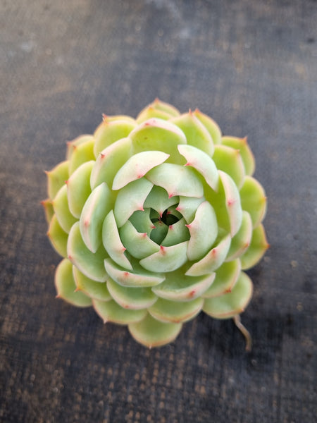 *GLGhybrid(1-1260) Echeveria Derenbergii hybrid 静夜杂