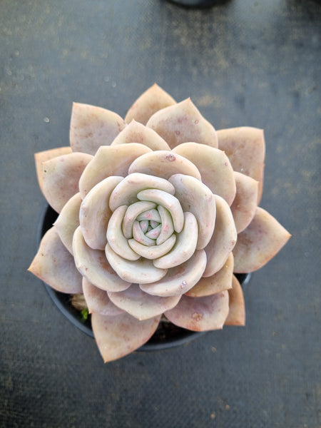 11cm pot Graptopetalum Superbum x Laui 华雪/Graptoveria pink laui 粉雪莲