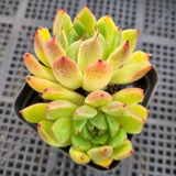 *GLGhybrid(1-94) Echeveria cuspidata var. Zaragozae hybrid 黑爪杂