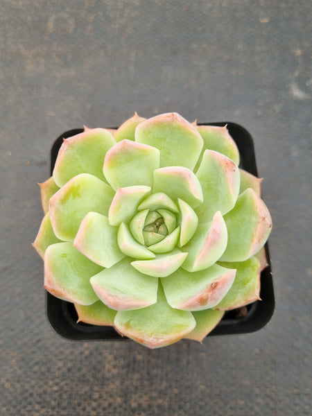 *GLGhybrid(1-1583) Echeveria Hyalina hybrid 海琳娜杂
