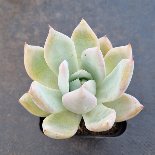 *GLGhybrid(1-1623) Echeveria Mexican Giant hybrid 巨人杂