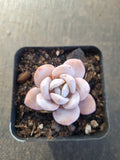 Echeveria Laui (small) 雪莲(小)