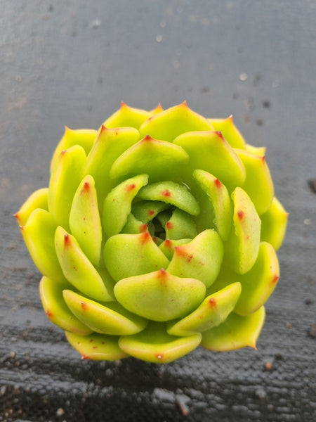 *GLGhybrid(1-1448) Echeveria agavoides Frank Reinelt hybrid 弗兰克杂