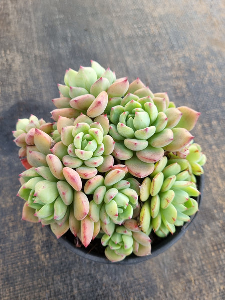 *GLGhybrid(2-293) Echeveria Sierra Hybrid 爱斯诺杂