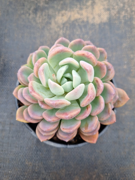 11cm pot Pachyveria Scheideckeri 红卷叶11cm盆