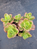11cm pot Echeveria Multicaulis 'Ginmei Tennyo' 红梅11cm盆
