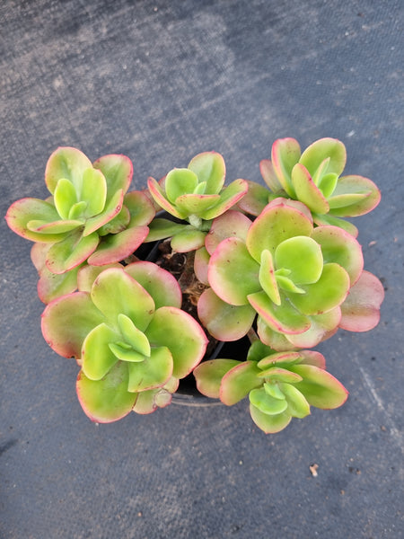11cm pot Echeveria Multicaulis 'Ginmei Tennyo' 红梅11cm盆