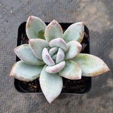 x Pachyveria Powder Puff 霜之朝