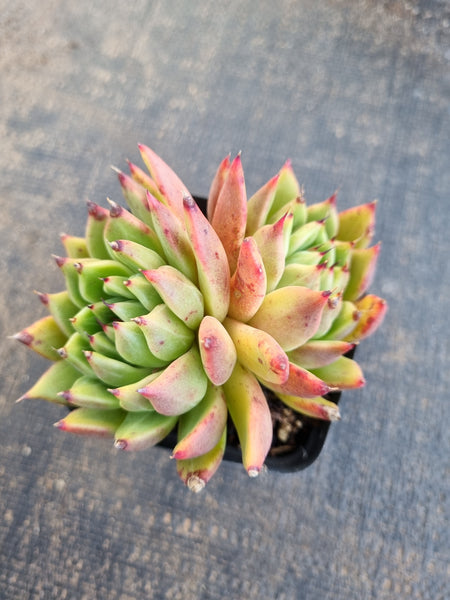 *GLGhybrid(1-1266) Echeveria cuspidata var. Zaragozae hybrid 黑爪杂