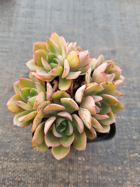 *GLGhybrid(1-833) Echeveria Ballsii Hybrid 灰姑娘杂