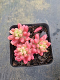 Sedum Rubrotinctum variegata 虹之玉锦