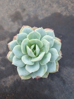 Echeveria Lemon Rose 柠檬玫瑰
