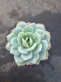 Echeveria Lemon Rose 柠檬玫瑰