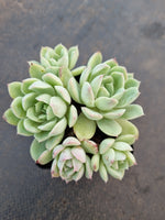 *GLGhybrid(1-1051) Echeveria Bradburiana hybrid 火焰杯杂
