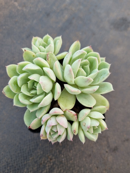 *GLGhybrid(1-1051) Echeveria Bradburiana hybrid 火焰杯杂