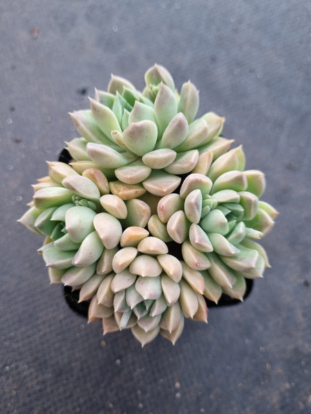 *GLGhybrid(1-1025) Graptopetalum Mendozae hybrid 丸姬杂