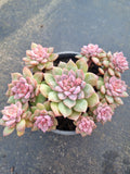 11cm pot Echeveria Frosty Bloom cluster 霜花群