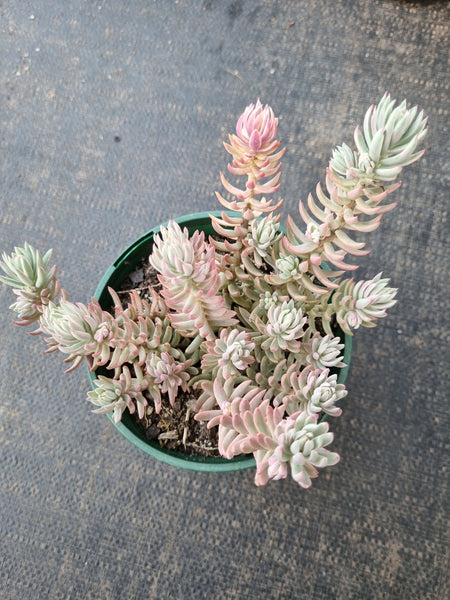 Sedum reflexum Chameleon variegated 逆弁庆草锦