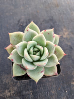 *GLGhybrid(1-675) Echeveria Champaign hybrid 香槟杂