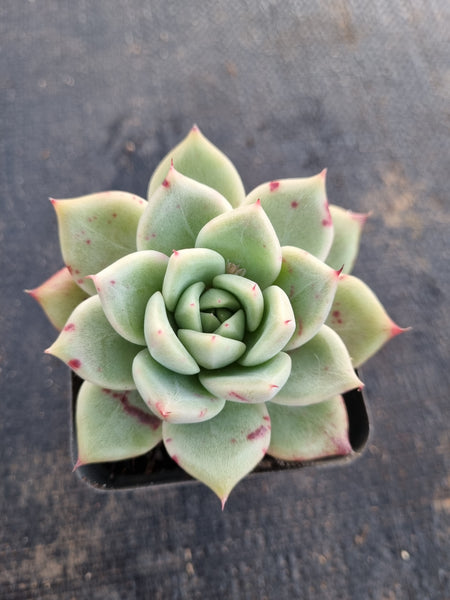 *GLGhybrid(1-675) Echeveria Champaign hybrid 香槟杂