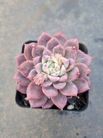 Echeveria 'Frosty Bloom' (霜花 E. prolifica hybrid)