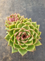 *GLGhybrid(2-115) Echeveria Black Rose hybrid 黑玫瑰杂
