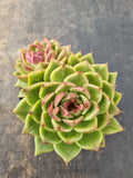 *GLGhybrid(2-115) Echeveria Black Rose hybrid 黑玫瑰杂