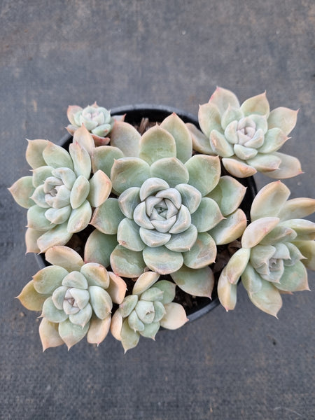 11cm pot Echeveria sp. 粉黛园
