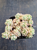 *GLGhybrid(1-1286) Sedum Perezdelarosae hybrid 焦糖精灵杂