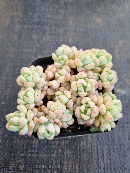 *GLGhybrid(1-1286) Sedum Perezdelarosae hybrid 焦糖精灵杂