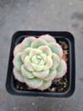 Echeveria 'Selena' 雪花