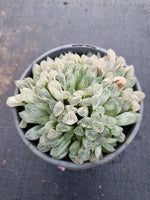 11cm pot Haworthia Silver Swirls  白斑玉露11cm盆