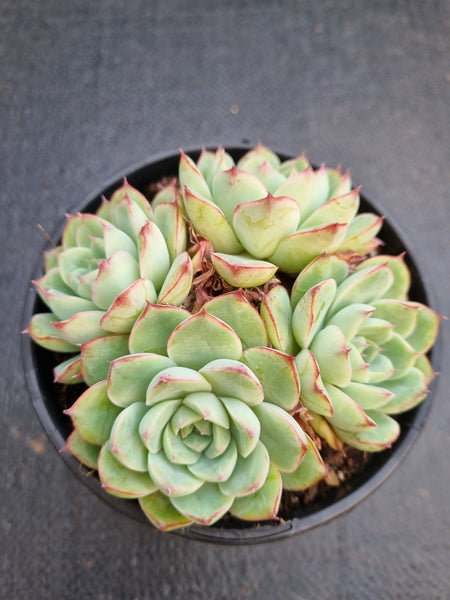 *GLGhybrid (2-237) Echeveria Derenbergii hybrid 船长杂