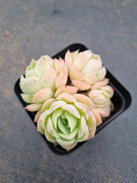 *GLGhybrid(1-1569) Echeveria Elegans 'Alba' hybrid 白月影杂