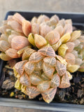 Haworthia No ID