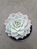 Echeveria Blue Bird 粉蓝鸟