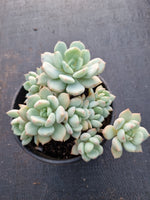 Graptoveria 'A Grim One' 格林