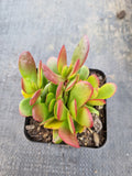 Crassula Platyphylla 紫蝶