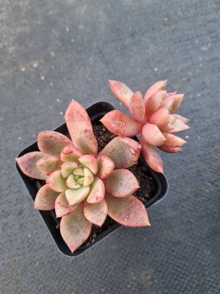 Echeveria Sp 勿忘我