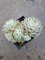 9cm pot Echeveria Icy Beauty 冰美人9cm盆