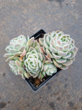 9cm pot Echeveria Icy Beauty 冰美人9cm盆