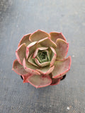 Echeveria Relena 莉莉娜